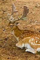 Damwild im Wald - Männchen foto