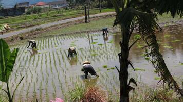 Bauern sind Pflanzen Reis im das Felder. Land Leben , welche ist Selten im das Stadt. foto
