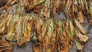 Trocknen Tabak Blätter im das Sonne, Indonesien. foto