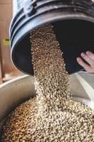 Erntearbeiter gießen rohe Kaffeebohnen in Röster foto