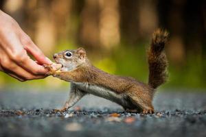 Lustige Nahaufnahme einer Frau, die ein Eichhörnchen auf dem Boden füttert foto