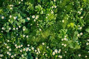 ai generiert beschwingt Grün Wiese gesprenkelt mit Weiß Gänseblümchen und klein Blau Blumen, angesehen von über. foto