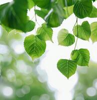 Grün Blätter schmücken ein Baum Ast foto