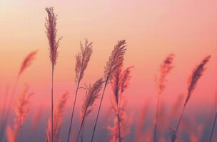 Feld mit hoch Gras und Sonnenuntergang Hintergrund foto