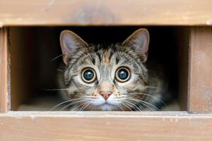 neugierig Tabby Katze spähen durch hölzern Fenster foto