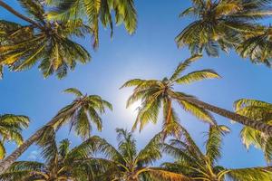 Palmen und Sonnenlicht