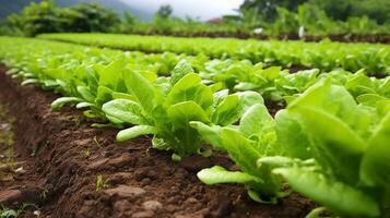 frisch Grün Grüner Salat wachsend im ordentlich Garten Reihen foto