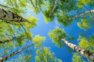 Birke Baum mit frisch Grün Blätter auf ein Sommer- Tag gegen das Blau Himmel foto