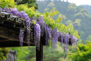 Glyzinien sinensis. Nahansicht Foto von japanisch Glyzinien Blumen. blühen Hintergrund. lila Blumen im das Garten.