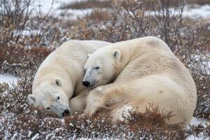 zwei Polar- Bären Sie sind ruhen im das Tundra. foto