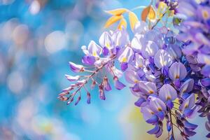 Glyzinien sinensis. Nahansicht Foto von japanisch Glyzinien Blumen. blühen Hintergrund. lila Blumen im das Garten.