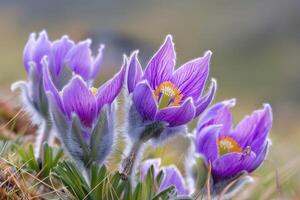 Blumen von das Windblume oder Pulsatilla Patenen. zuerst Frühling Blühen Blume foto