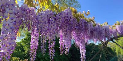 Glyzinien sinensis. Nahansicht Foto von japanisch Glyzinien Blumen. blühen Hintergrund. lila Blumen im das Garten.