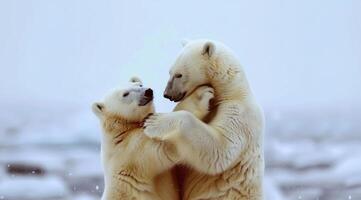 zwei Polar- Bären spielen mit jeder andere im das Tundra. foto