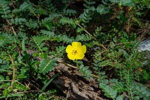 das Gelb Blume von Teufel Dorn. foto