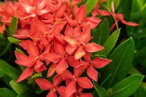 glänzend ixora Blume foto