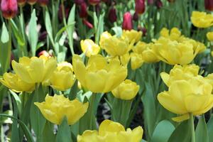 Tulpen Blume schön im Garten Pflanze foto