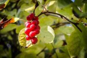 Chinesisch Magnolie Ranke Beeren foto