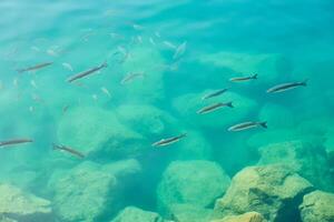 tropisch Fisch im Meer Wasser wie Hintergrund. foto