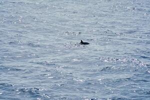 Delfin im das Meer wie ein Hintergrund. foto