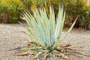 ein Agave Busch wachsend allein draußen foto