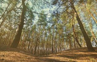 sonnige frühlingslandschaft in einem kiefernwald bei hellem sonnenlicht. gemütlicher Waldplatz zwischen den Kiefern, übersät mit gefallenen Zapfen und Nadelnadeln foto