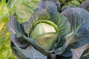 schließen oben Schuss von ein Kohl im das organisch Garten foto