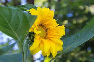 Sonnenblume Blume kultiviert im das organisch Familie Garten foto