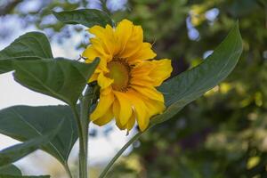 Sonnenblume Blume kultiviert im das organisch Familie Garten foto
