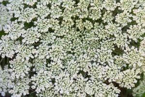 das blühte Möhren im das Familie Garten foto