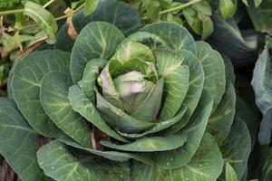 schließen oben Schuss von ein Kohl im das organisch Garten foto