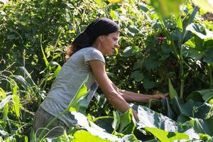 ländlich Arbeiten Frau im das Gemüse Garten foto