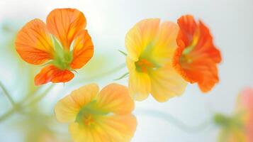 bunt Blume Unschärfen malerisch bewirken von Kapuzinerkresse, foto