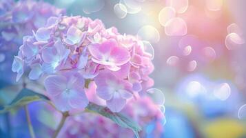 Hortensie Blumen Sanft Pastell- Hintergrund. Bokeh Wirkung. Kopieren Raum. foto