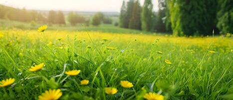 schön Grün Gras und wild Gelb Blumen auf das Rasen draußen im Morgen. Frühling Sommer- natürlich Hintergrund. foto