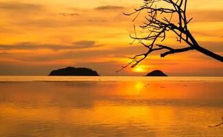 schön Sonnenuntergang Orange Himmel und Baum Geäst beim das Meer Hintergrund foto