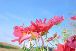 rosa kosmosblume schön blühend am strahlend blauen himmel. foto