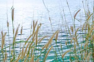 Gelb Blume Gras auf das See auf ein Sommer- foto