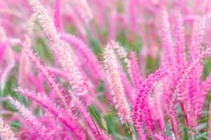 verschwommen von Rosa Blume blühen auf Feld.schön wachsend und Blumen auf Wiese auf Rosa Hintergrund foto