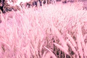 weicher Fokus, Naturunschärfe rosa Grasblumen Hintergrund. foto