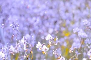 verschwommen, lila Blumenblüte auf dem Feld. Schönes Wachstum und Blumen auf der Wiese, die morgens blüht, selektive Fokusnatur auf Bokeh-Hintergrund, Vintage-Stil foto