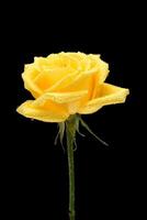Gelb Rosen auf schwarz Hintergrund foto