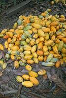 Kakao Ernte im belem tun para, Brasilien foto