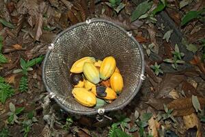 Kakao Ernte im belem tun para, Brasilien foto