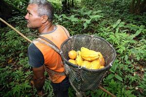 Mähdrescher mit Packtasche mit geerntet Kakao auf seine zurück foto