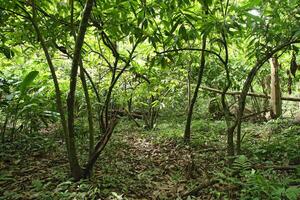 Wald wo das wild Kakao Plantage ist gelegen foto