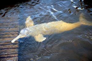 grau Delfin, freundlich Säugetier Das existiert im Menge im das tocantins Fluss im belem tun para, Brasilien foto