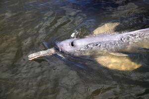 grau Delfin, freundlich Säugetier Das existiert im Menge im das tocantins Fluss im belem tun para, Brasilien foto