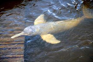 grau Delfin, freundlich Säugetier Das existiert im Menge im das tocantins Fluss im belem tun para, Brasilien foto