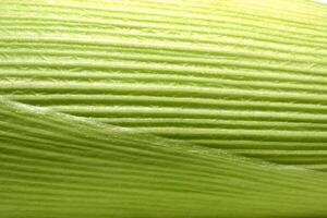 frisch Mais gesehen im verschiedene Wege und Winkel foto